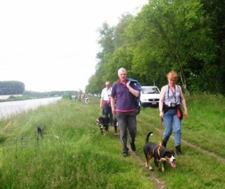 Belgium Flashback to Alfie on a walk with other Swiss Mountain Dog breeds