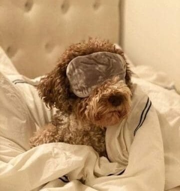 Dog in sleeping mask